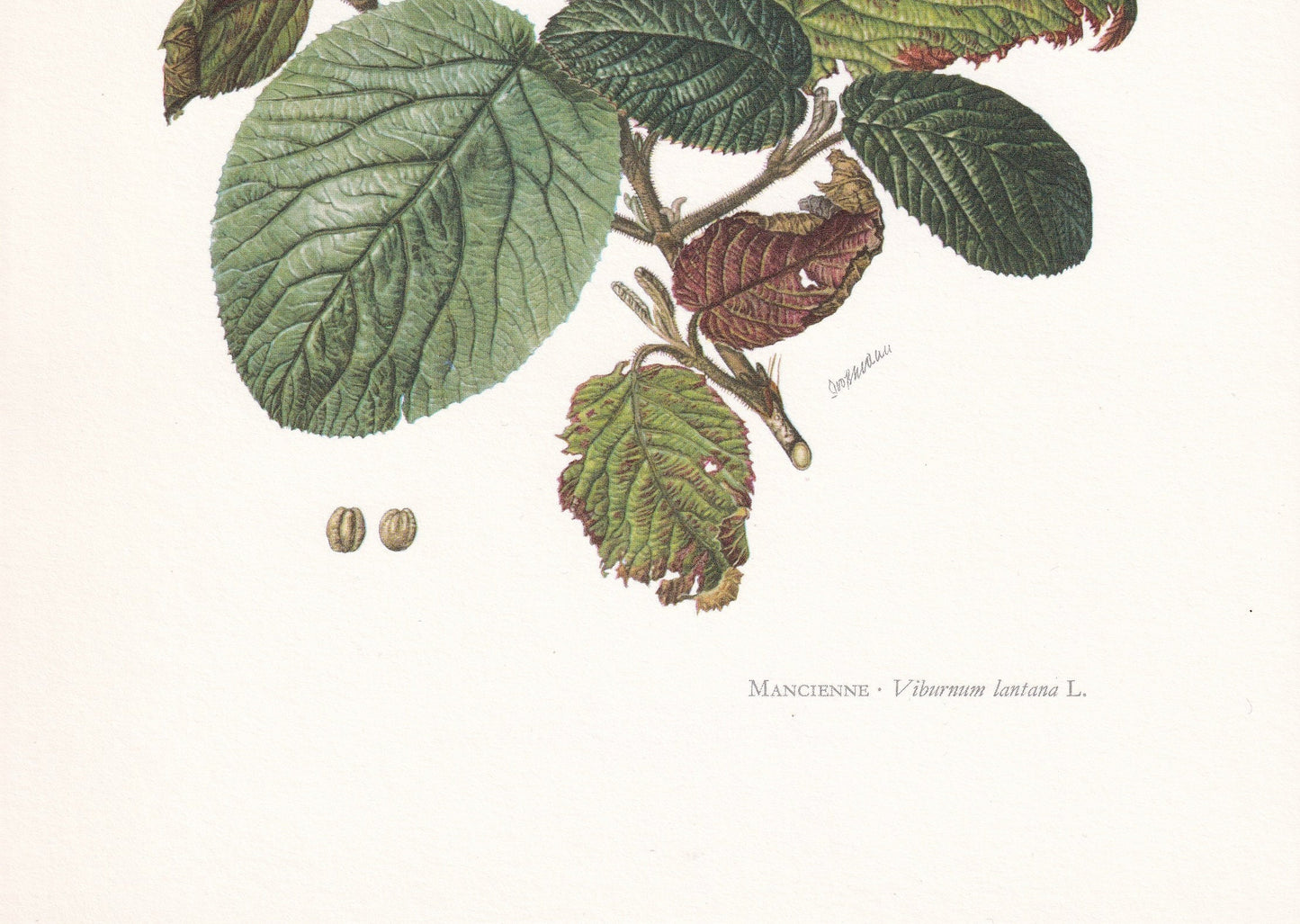 1960 WAYFARING TREE Print - Botanical Print - Botanical Illustration - Tree Wall Art - Vintage Tree Print - 7.5 x 10.6 Inches