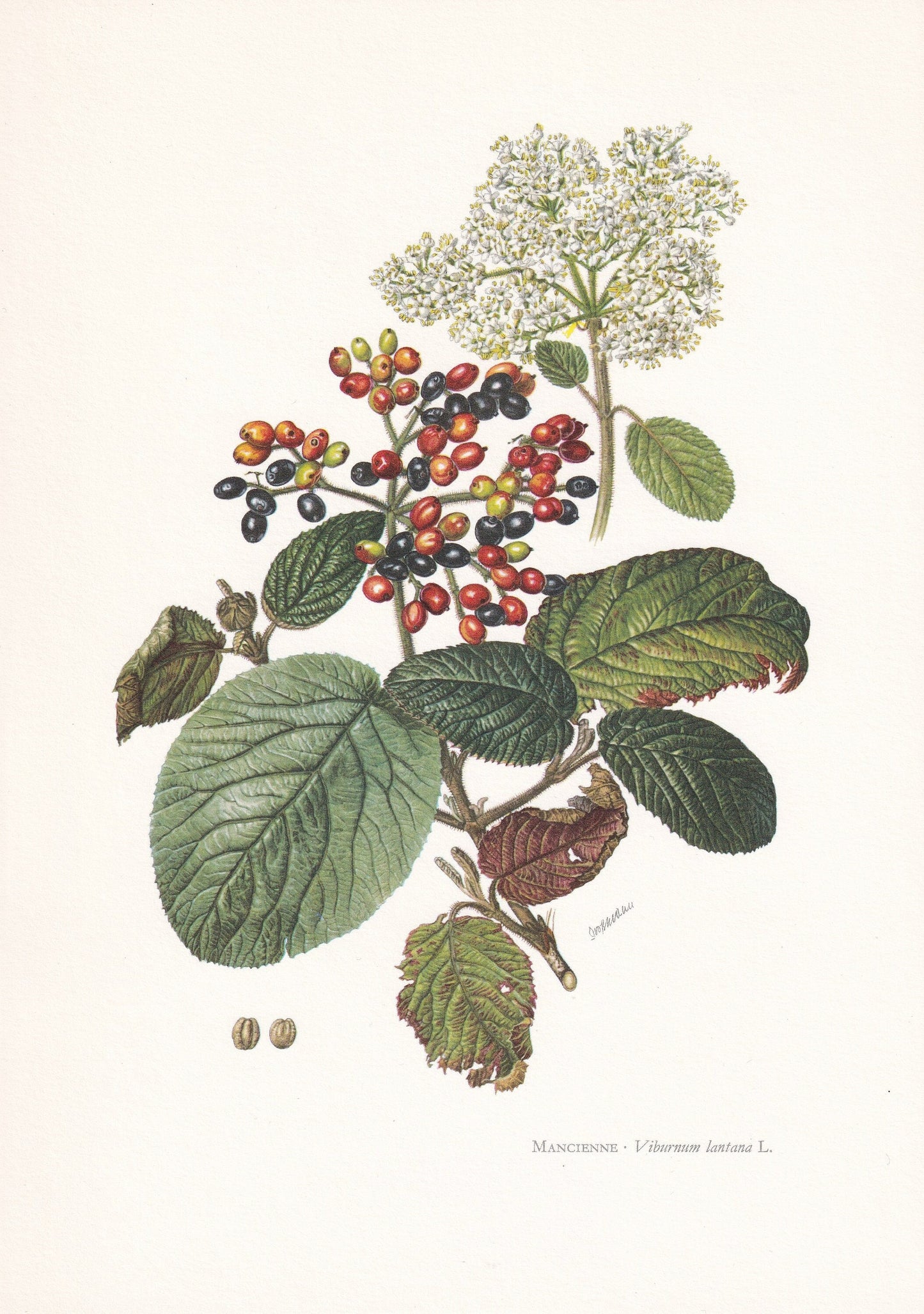 1960 WAYFARING TREE Print - Botanical Print - Botanical Illustration - Tree Wall Art - Vintage Tree Print - 7.5 x 10.6 Inches