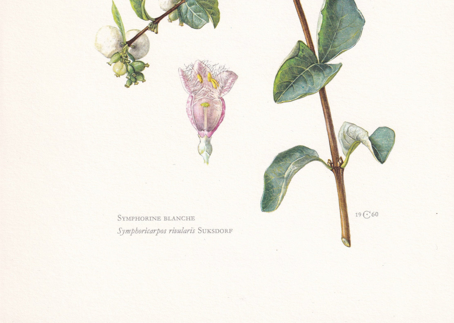 1960 COMMON SNOWBERRY Print - Botanical Print - Botanical Illustration - Plant Wall Art - Vintage Plant Print - 7.5 x 10.6 Inches