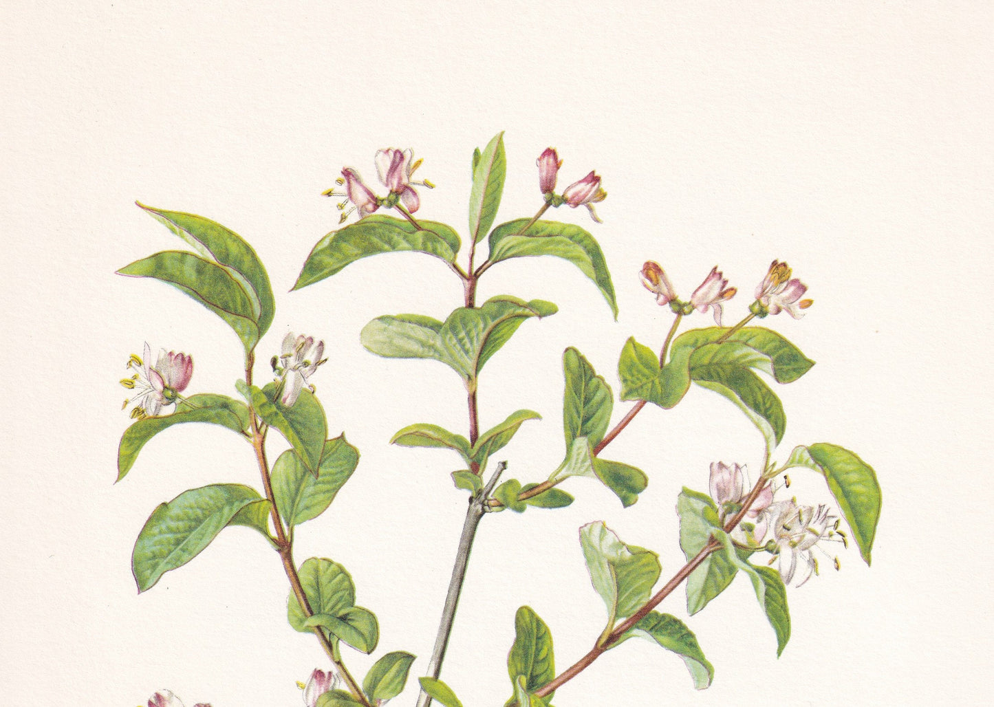1960 BLACK-BERRIED HONEYSUCKLE Print - Botanical Print - Botanical Illustration - Plant Wall Art - Vintage Plant Print - 7.5 