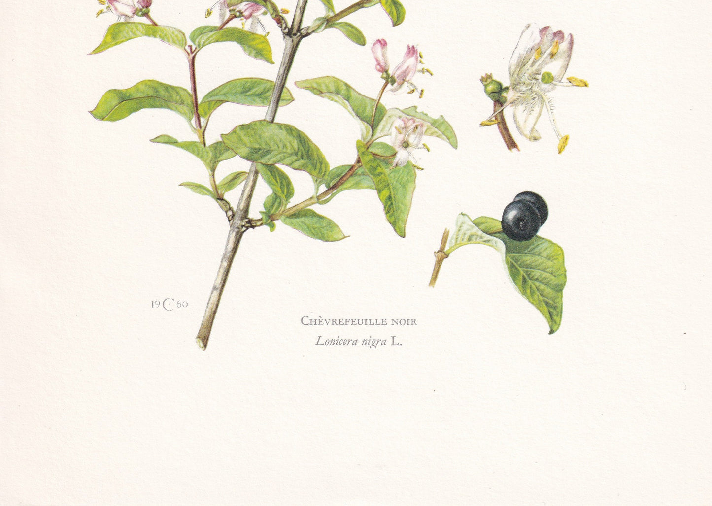 1960 BLACK-BERRIED HONEYSUCKLE Print - Botanical Print - Botanical Illustration - Plant Wall Art - Vintage Plant Print - 7.5 
