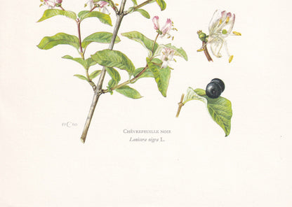 1960 BLACK-BERRIED HONEYSUCKLE Print - Botanical Print - Botanical Illustration - Plant Wall Art - Vintage Plant Print - 7.5 