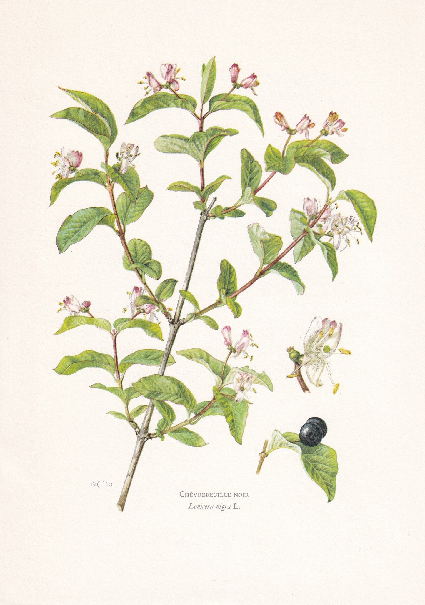 1960 BLACK-BERRIED HONEYSUCKLE Print - Botanical Print - Botanical Illustration - Plant Wall Art - Vintage Plant Print - 7.5 