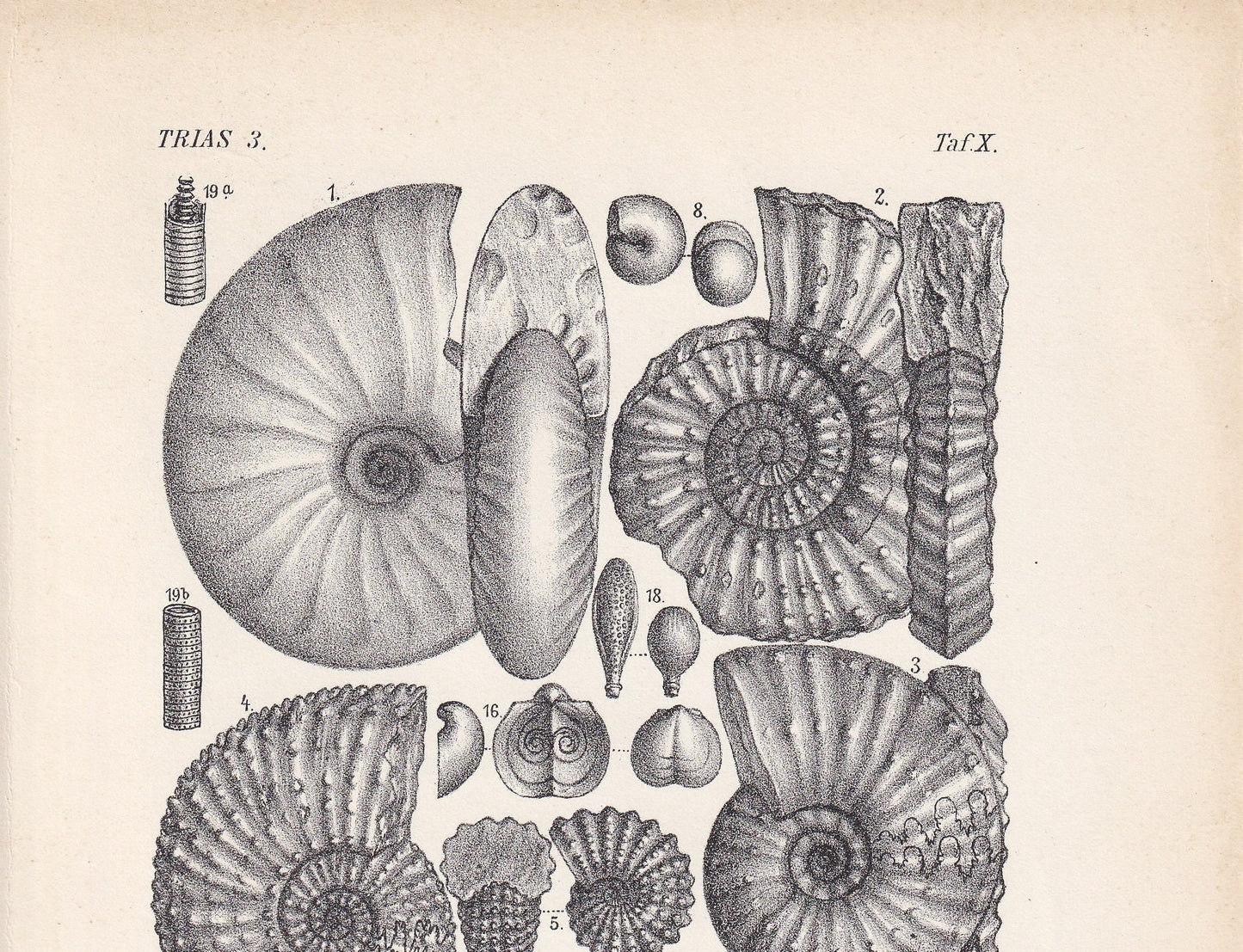 1900 AMMONITE FOSSILS Print - Antique Fossil Print - Triassic Period Fossils - Fossil Wall Art - Dinosaur Wall Art - 6.4 x 9.5 Inches