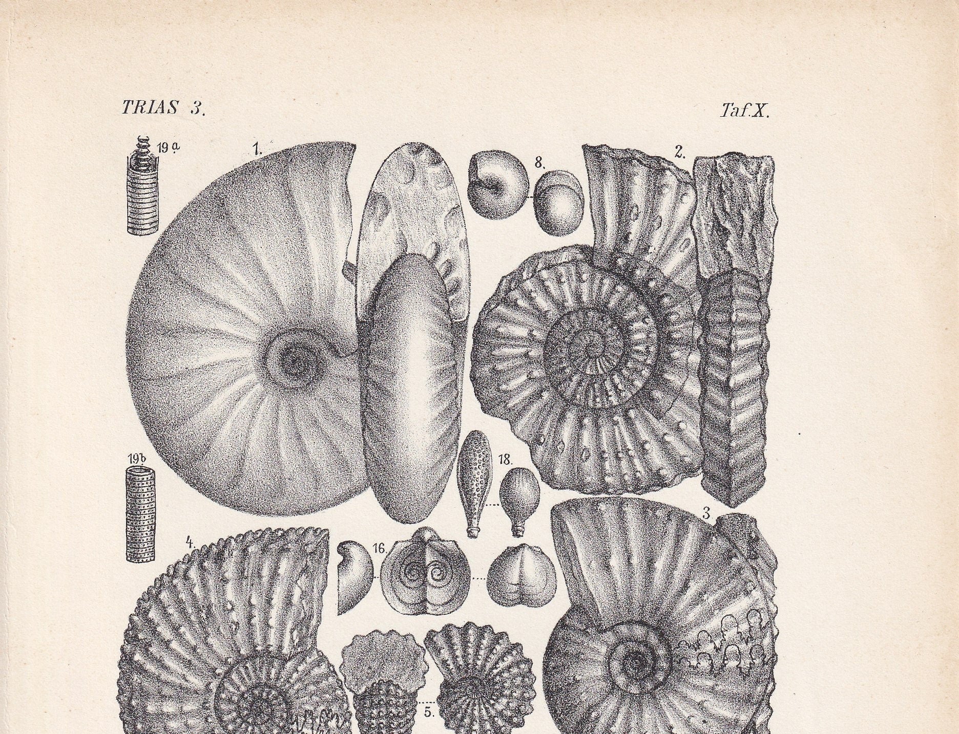1900 AMMONITE FOSSILS Print - Antique Fossil Print - Triassic Period Fossils - Fossil Wall Art - Dinosaur Wall Art - 6.4 x 9.5 Inches