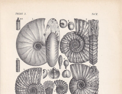 1900 AMMONITE FOSSILS Print - Antique Fossil Print - Triassic Period Fossils - Fossil Wall Art - Dinosaur Wall Art - 6.4 x 9.5 Inches