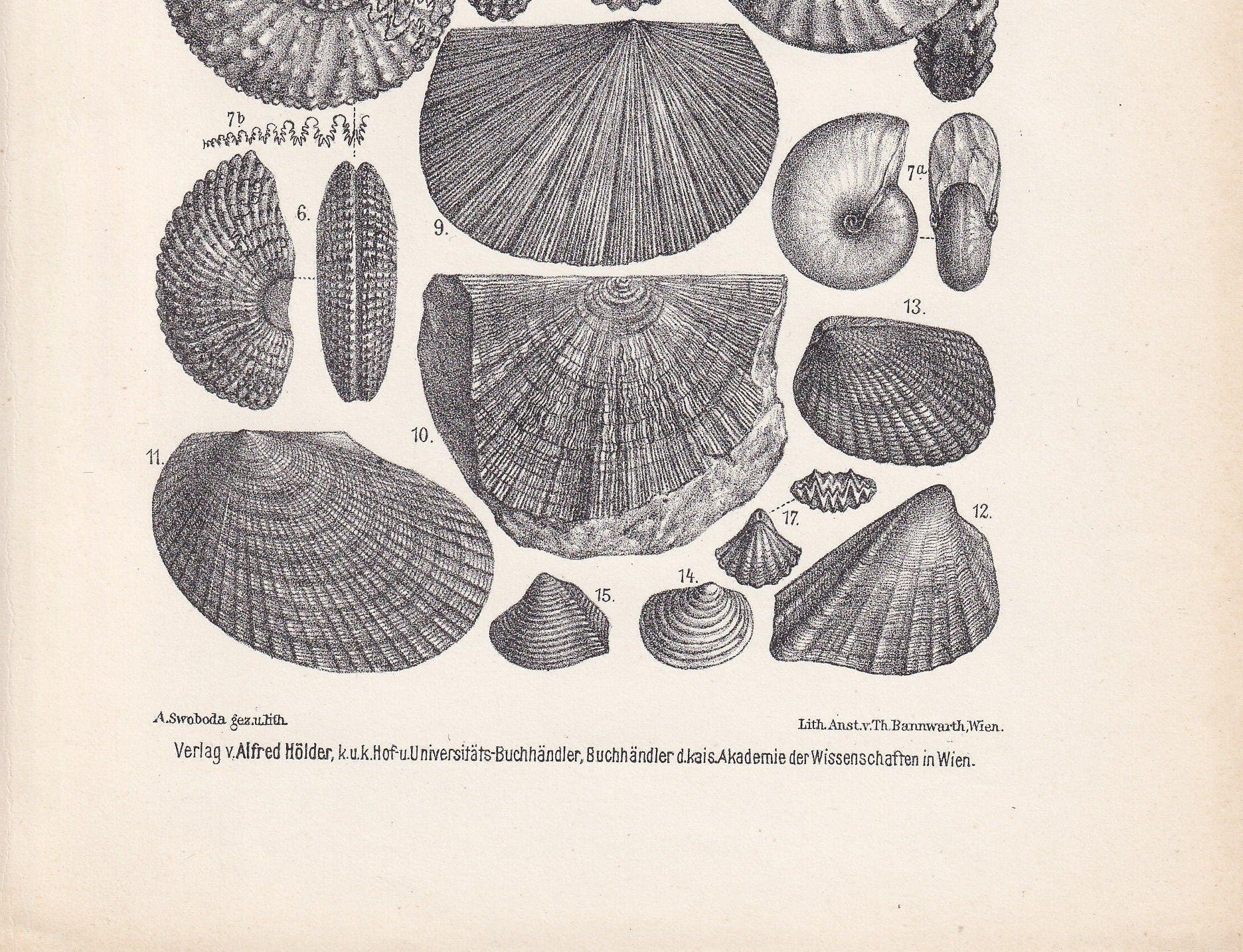 1900 AMMONITE FOSSILS Print - Antique Fossil Print - Triassic Period Fossils - Fossil Wall Art - Dinosaur Wall Art - 6.4 x 9.5 Inches