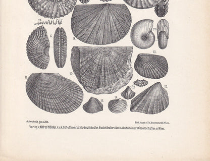 1900 AMMONITE FOSSILS Print - Antique Fossil Print - Triassic Period Fossils - Fossil Wall Art - Dinosaur Wall Art - 6.4 x 9.5 Inches
