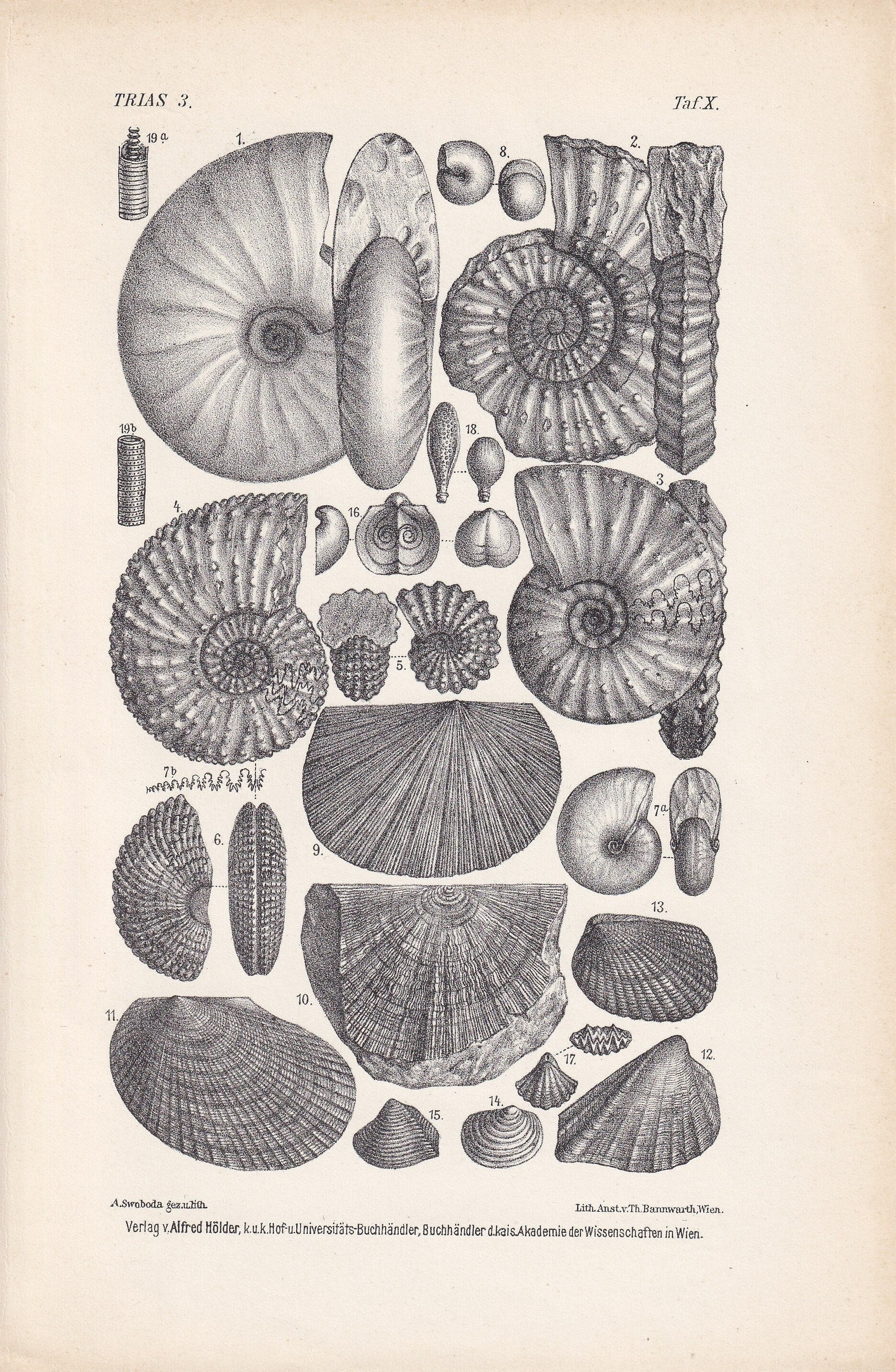 1900 AMMONITE FOSSILS Print - Antique Fossil Print - Triassic Period Fossils - Fossil Wall Art - Dinosaur Wall Art - 6.4 x 9.5 Inches