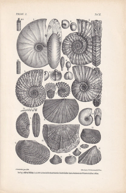 1900 AMMONITE FOSSILS Print - Antique Fossil Print - Triassic Period Fossils - Fossil Wall Art - Dinosaur Wall Art - 6.4 x 9.5 Inches