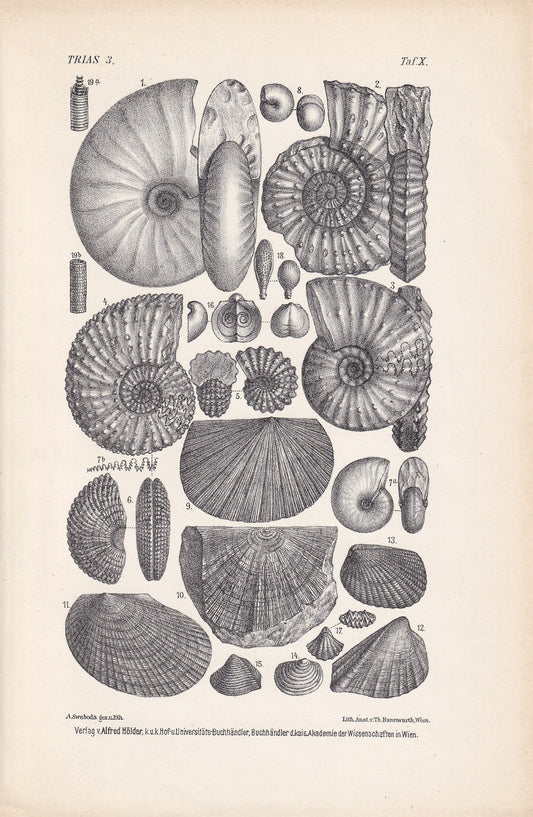 1900 AMMONITE FOSSILS Print - Antique Fossil Print - Triassic Period Fossils - Fossil Wall Art - Dinosaur Wall Art - 6.4 x 9.5 Inches