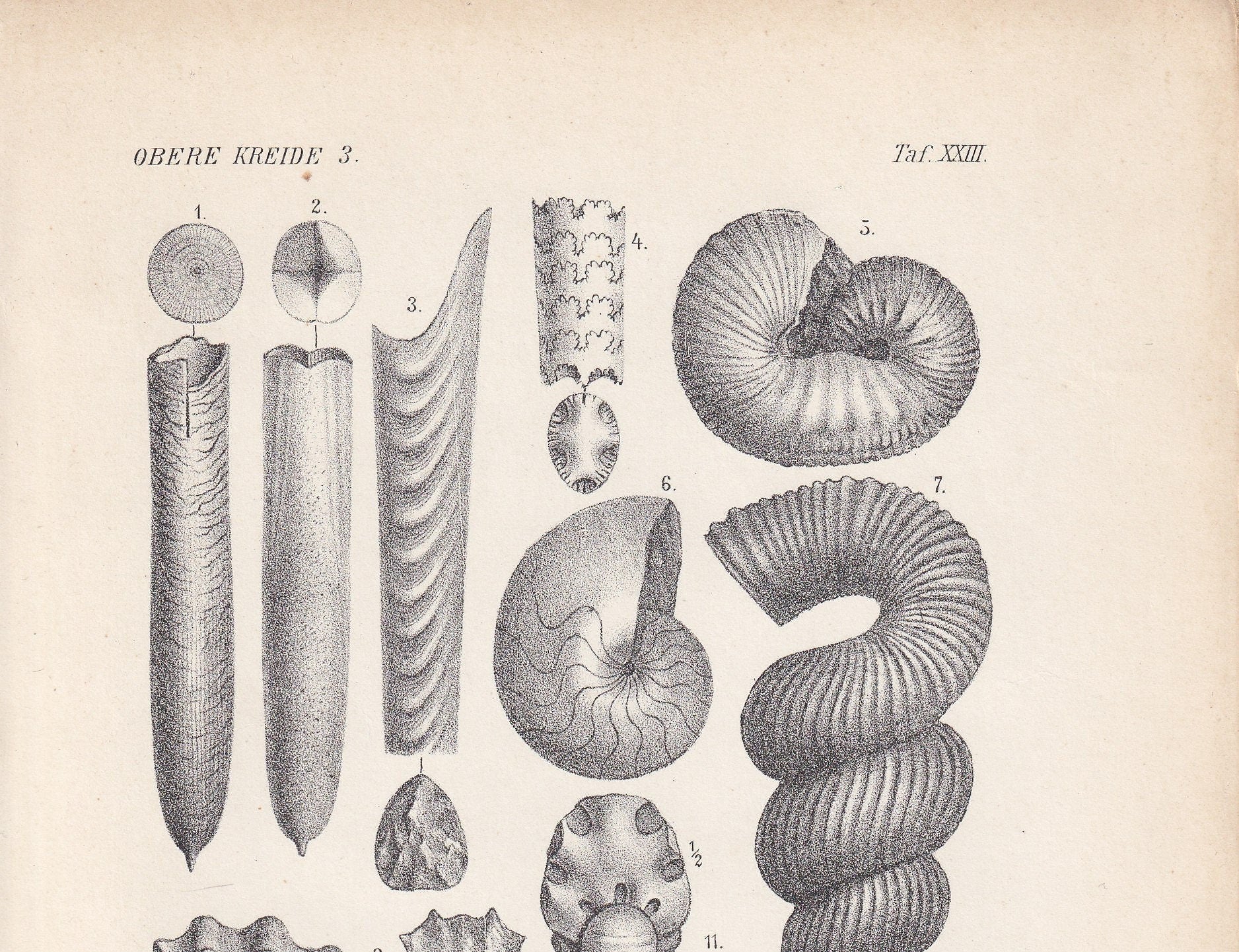 1900 AMMONITE FOSSILS Print - Antique Fossil Print - Cretaceous Period Fossils - Fossil Wall Art - Dinosaur Wall Art - 6.4 x 9.5 Inches