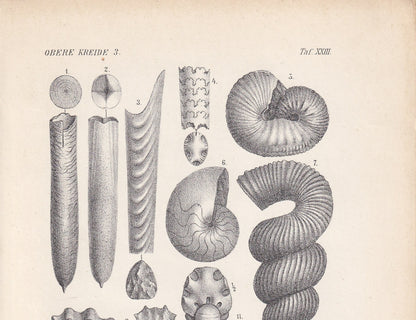 1900 AMMONITE FOSSILS Print - Antique Fossil Print - Cretaceous Period Fossils - Fossil Wall Art - Dinosaur Wall Art - 6.4 x 9.5 Inches