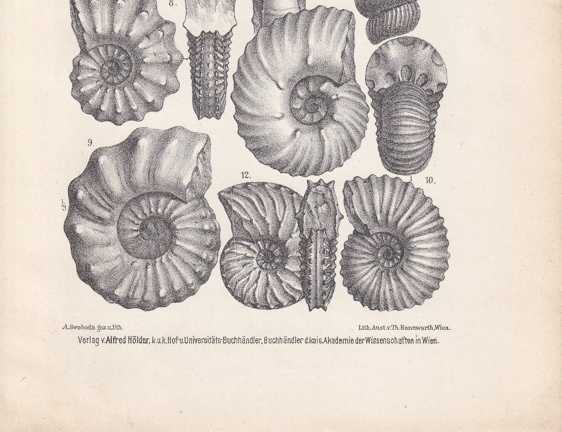 1900 AMMONITE FOSSILS Print - Antique Fossil Print - Cretaceous Period Fossils - Fossil Wall Art - Dinosaur Wall Art - 6.4 x 9.5 Inches