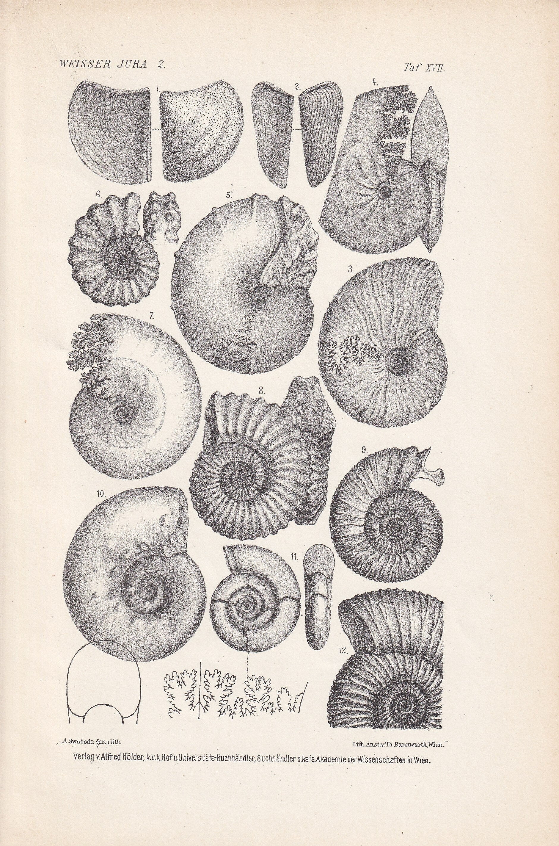1900 AMMONITE FOSSILS Print - Antique Fossil Print - Jurassic Period Fossils - Fossil Wall Art - Dinosaur Wall Art - 6.4 x 9.5 Inches