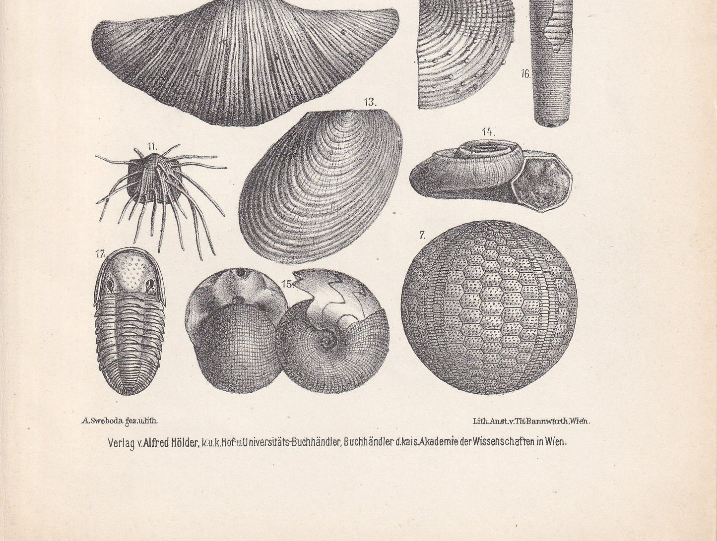 1900 CARBONIFEROUS PERIOD FOSSILS Print - Antique Fossil Print - Ammonite Print - Fossil Wall Art - Dinosaur Wall Art - 6.4 x 9.5 Inches