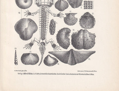 1900 PERMIAN PERIOD FOSSILS Print - Antique Fossil Print - Fossil Fish Print - Fossil Wall Art - Dinosaur Wall Art - 6.4 x 9.5 Inches