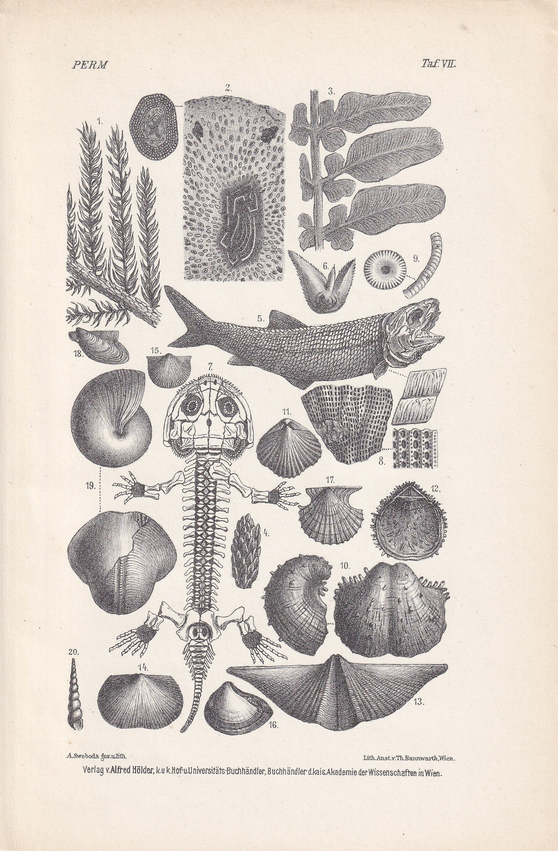 1900 PERMIAN PERIOD FOSSILS Print - Antique Fossil Print - Fossil Fish Print - Fossil Wall Art - Dinosaur Wall Art - 6.4 x 9.5 Inches