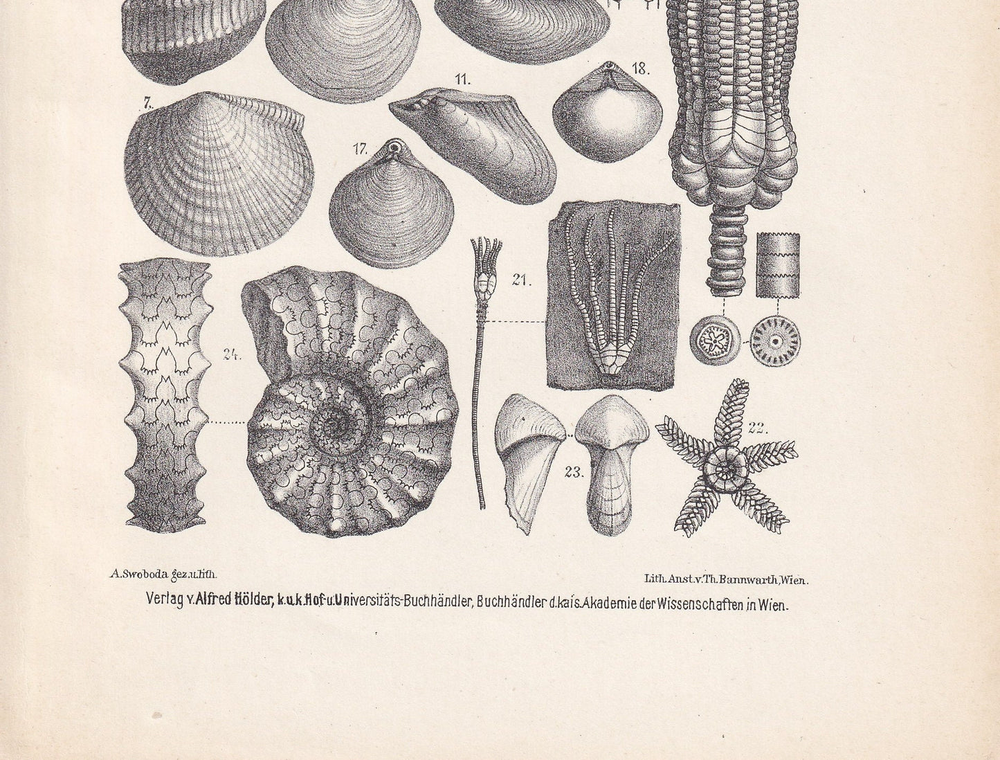 1900 AMMONITES & FOSSIL SHELLS Print - Antique Fossil Print - Triassic Period Print - Fossil Wall Art - Dinosaur Wall Art - 6.4 x 9.5 Inches