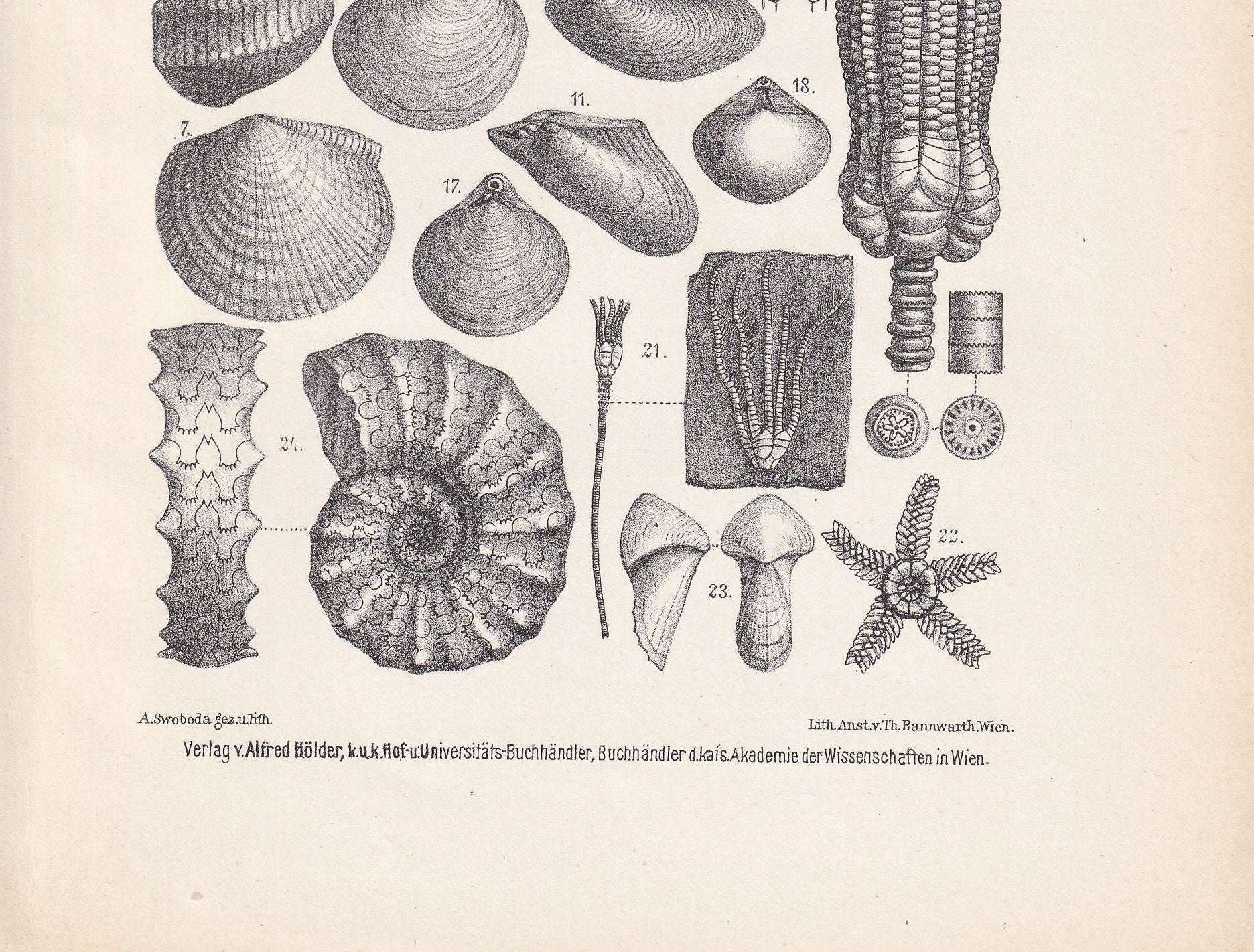 1900 AMMONITES & FOSSIL SHELLS Print - Antique Fossil Print - Triassic Period Print - Fossil Wall Art - Dinosaur Wall Art - 6.4 x 9.5 Inches