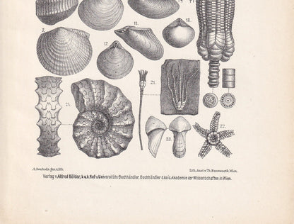 1900 AMMONITES & FOSSIL SHELLS Print - Antique Fossil Print - Triassic Period Print - Fossil Wall Art - Dinosaur Wall Art - 6.4 x 9.5 Inches