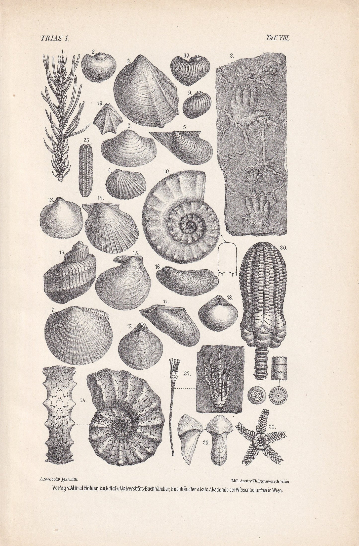 1900 AMMONITES & FOSSIL SHELLS Print - Antique Fossil Print - Triassic Period Print - Fossil Wall Art - Dinosaur Wall Art - 6.4 x 9.5 Inches