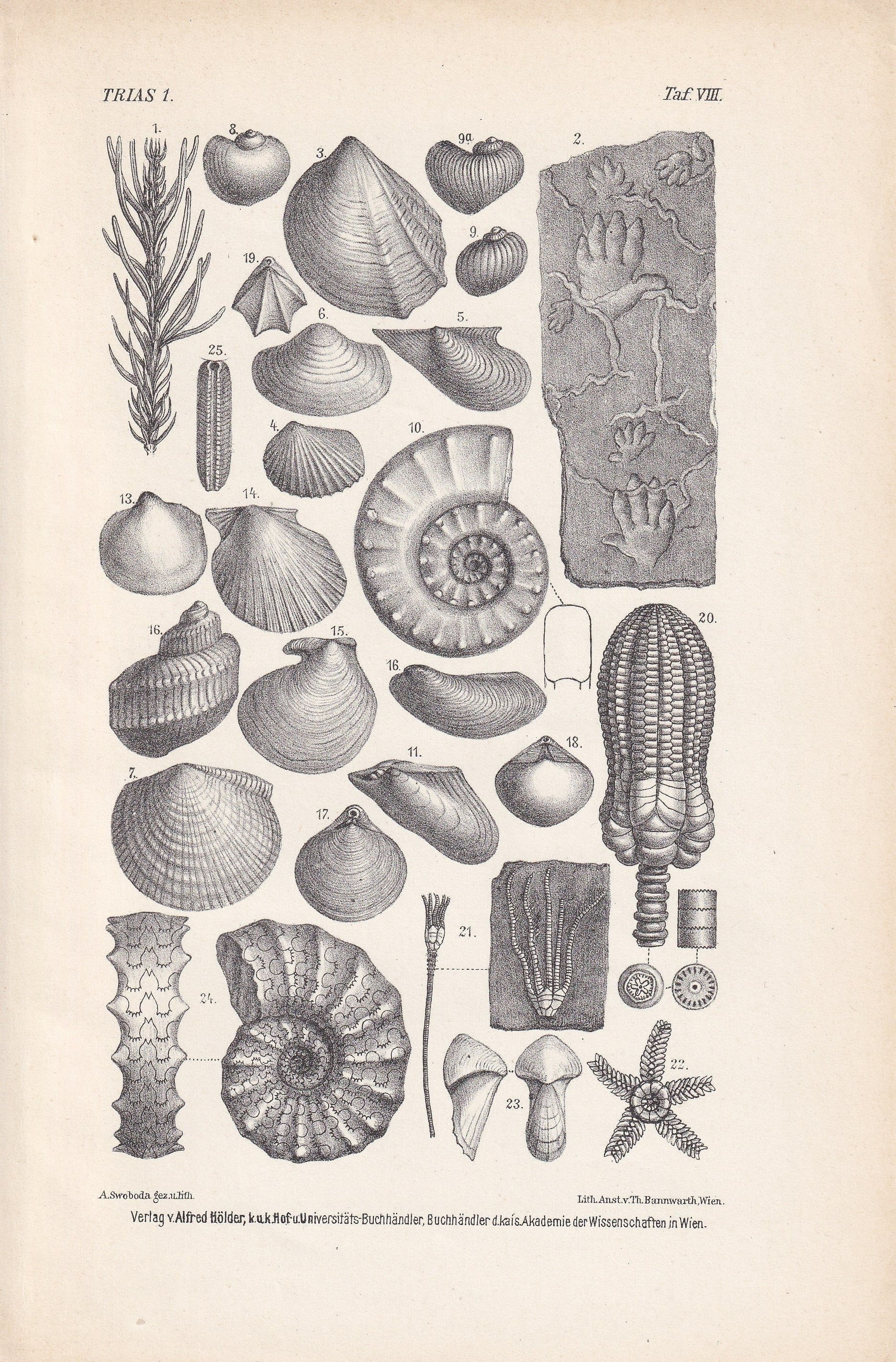 1900 AMMONITES & FOSSIL SHELLS Print - Antique Fossil Print - Triassic Period Print - Fossil Wall Art - Dinosaur Wall Art - 6.4 x 9.5 Inches