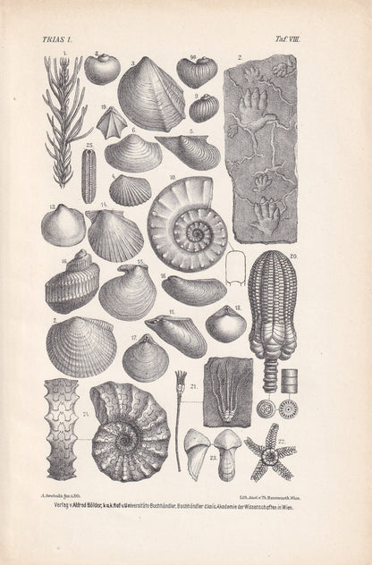 1900 AMMONITES & FOSSIL SHELLS Print - Antique Fossil Print - Triassic Period Print - Fossil Wall Art - Dinosaur Wall Art - 6.4 x 9.5 Inches