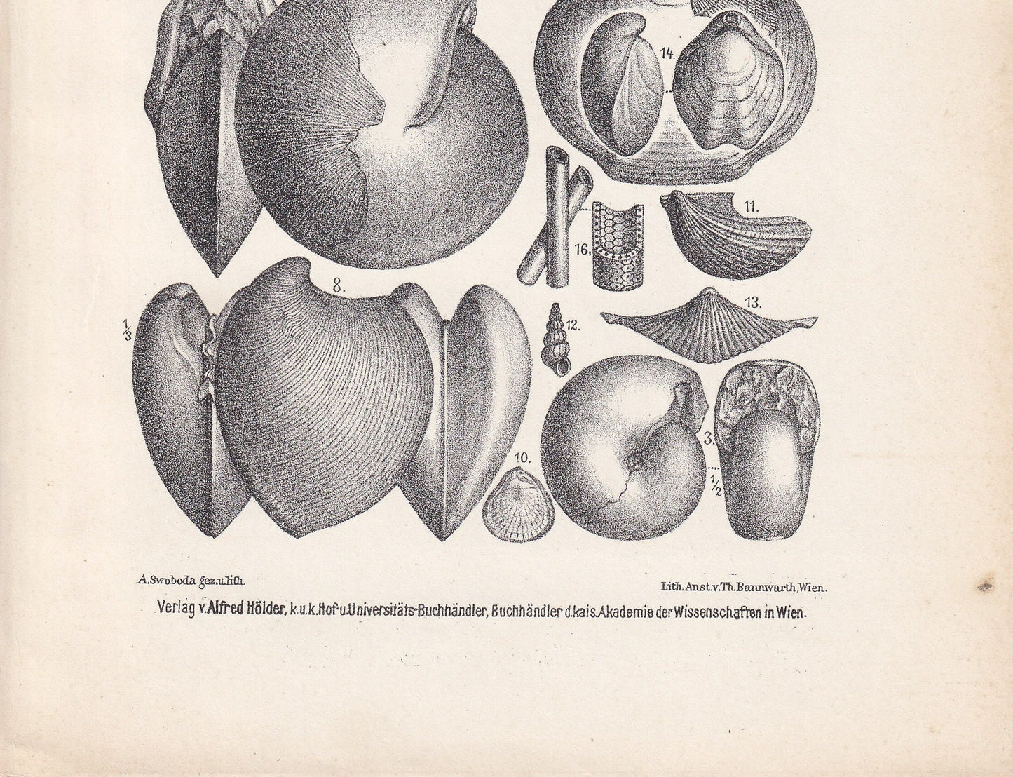 1900 TRIASSIC PERIOD FOSSILS Print - Antique Fossil Print - Fossil Ammonite Print - Fossil Wall Art - Dinosaur Wall Art - 6.4 x 9.5 Inches