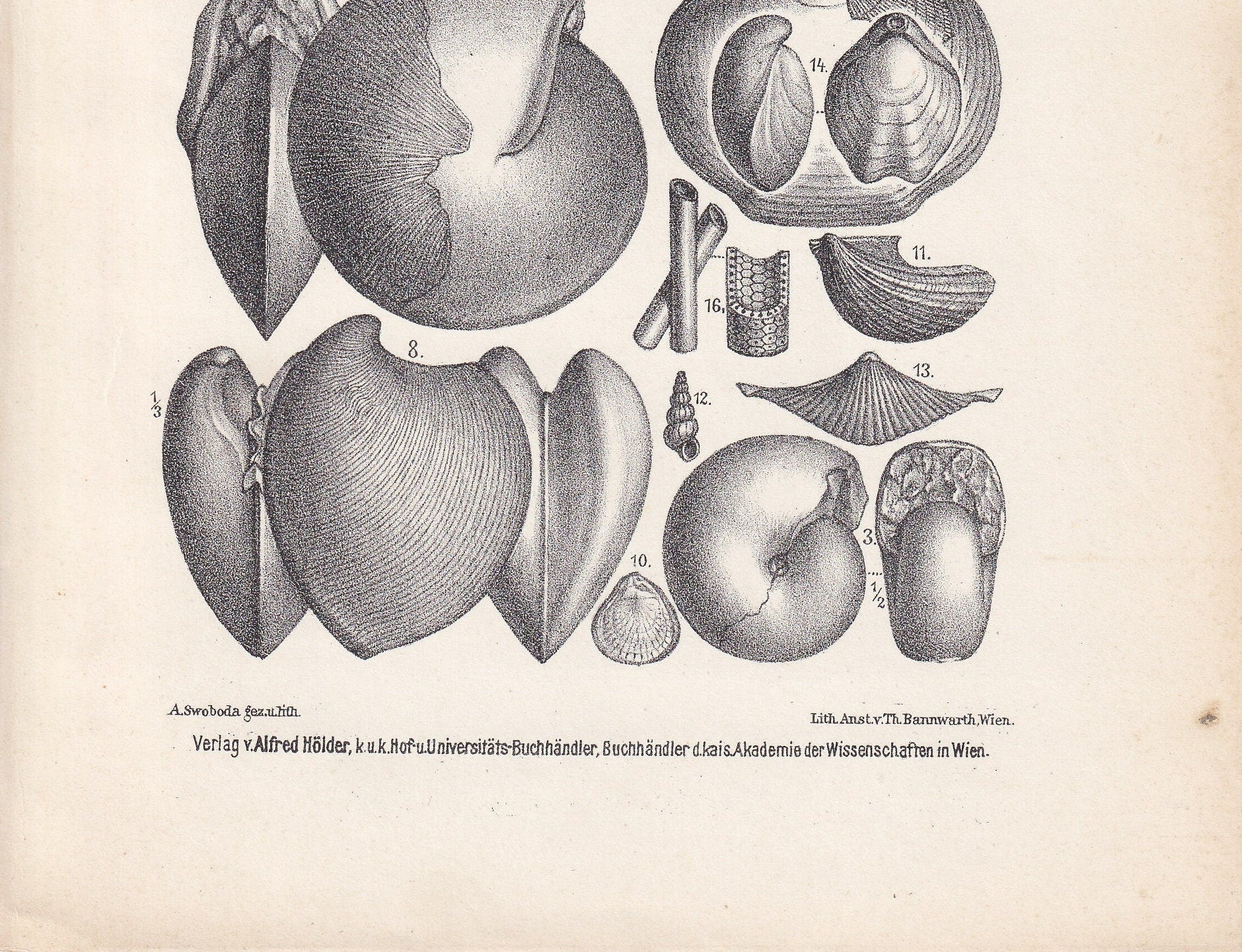 1900 TRIASSIC PERIOD FOSSILS Print - Antique Fossil Print - Fossil Ammonite Print - Fossil Wall Art - Dinosaur Wall Art - 6.4 x 9.5 Inches