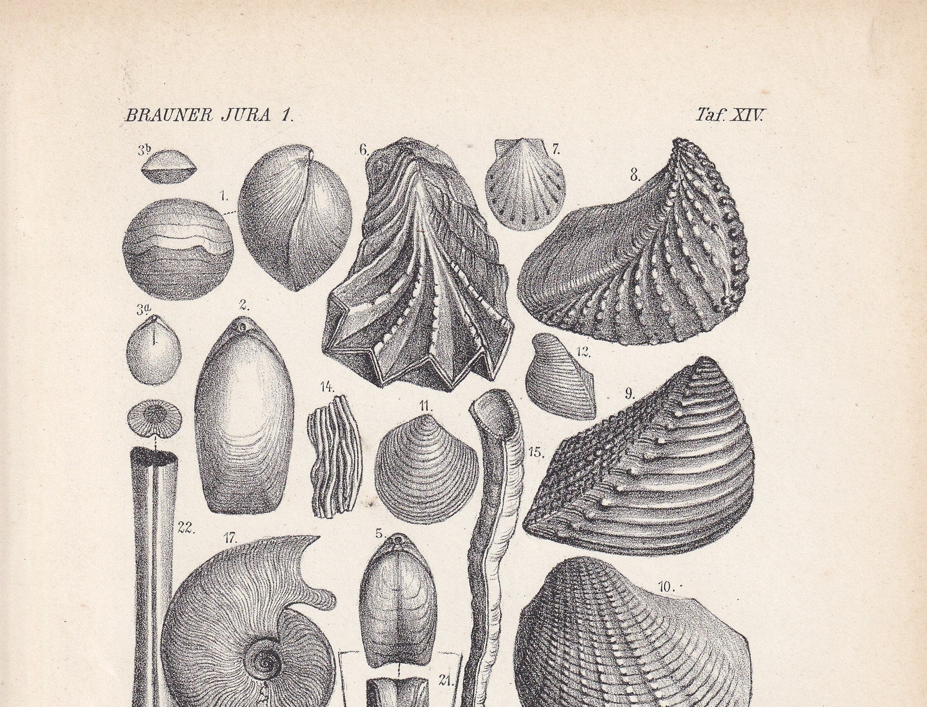 1900 AMMONITES & FOSSIL SHELLS Print - Antique Fossil Print - Jurassic Period Print - Fossil Wall Art - Dinosaur Wall Art - 6.4 x 9.5 Inches