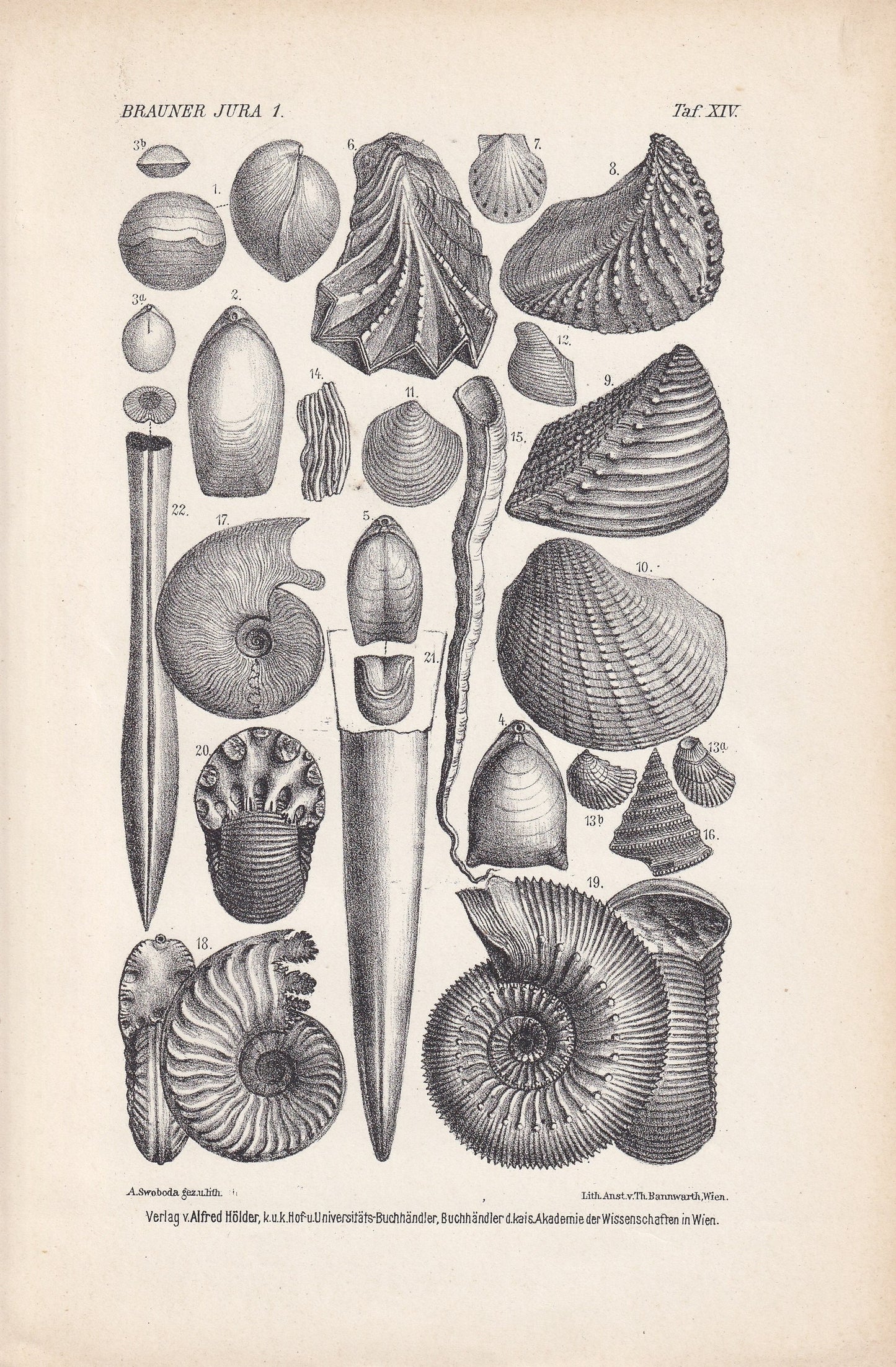 1900 AMMONITES & FOSSIL SHELLS Print - Antique Fossil Print - Jurassic Period Print - Fossil Wall Art - Dinosaur Wall Art - 6.4 x 9.5 Inches