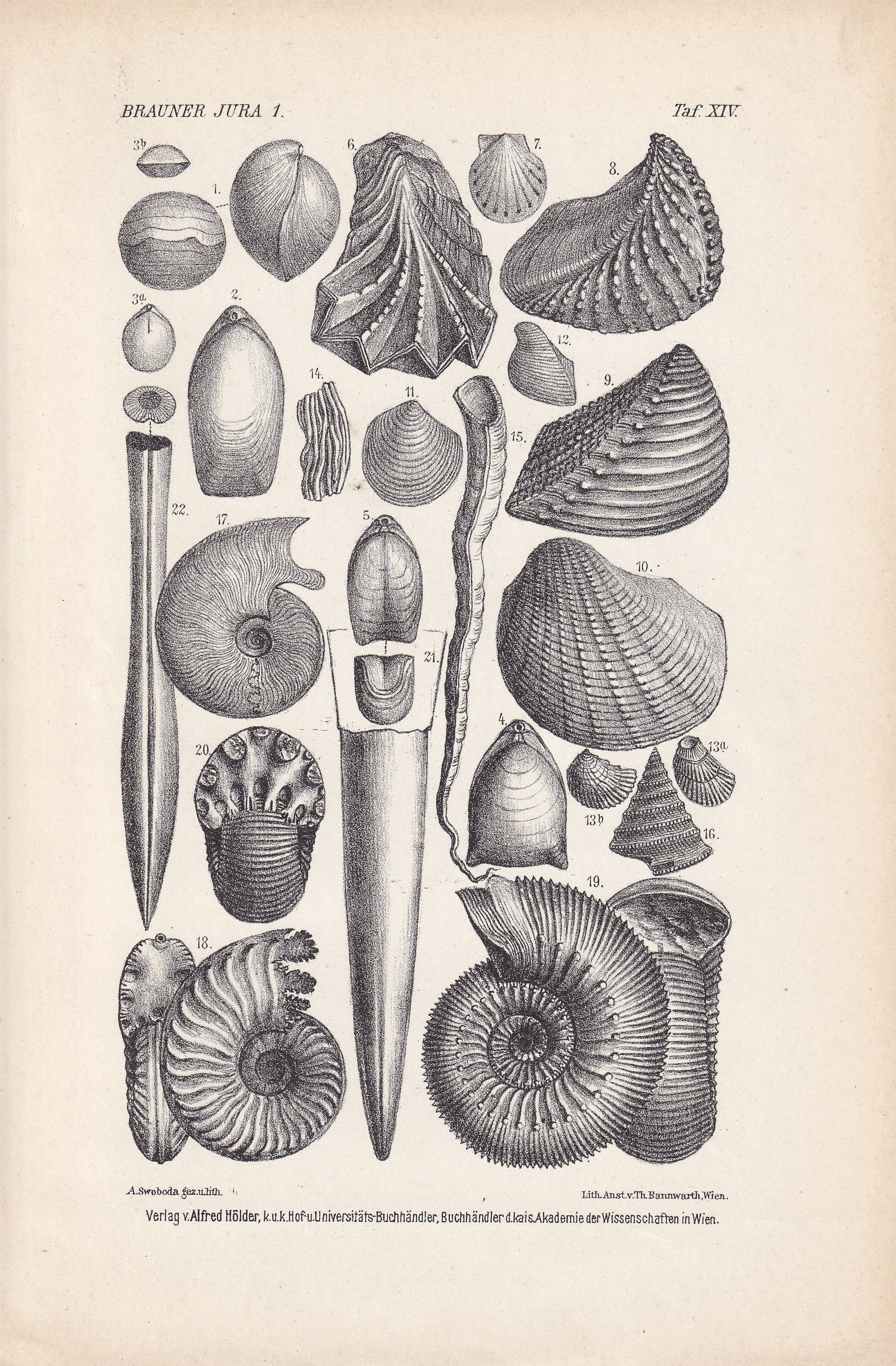 1900 AMMONITES & FOSSIL SHELLS Print - Antique Fossil Print - Jurassic Period Print - Fossil Wall Art - Dinosaur Wall Art - 6.4 x 9.5 Inches