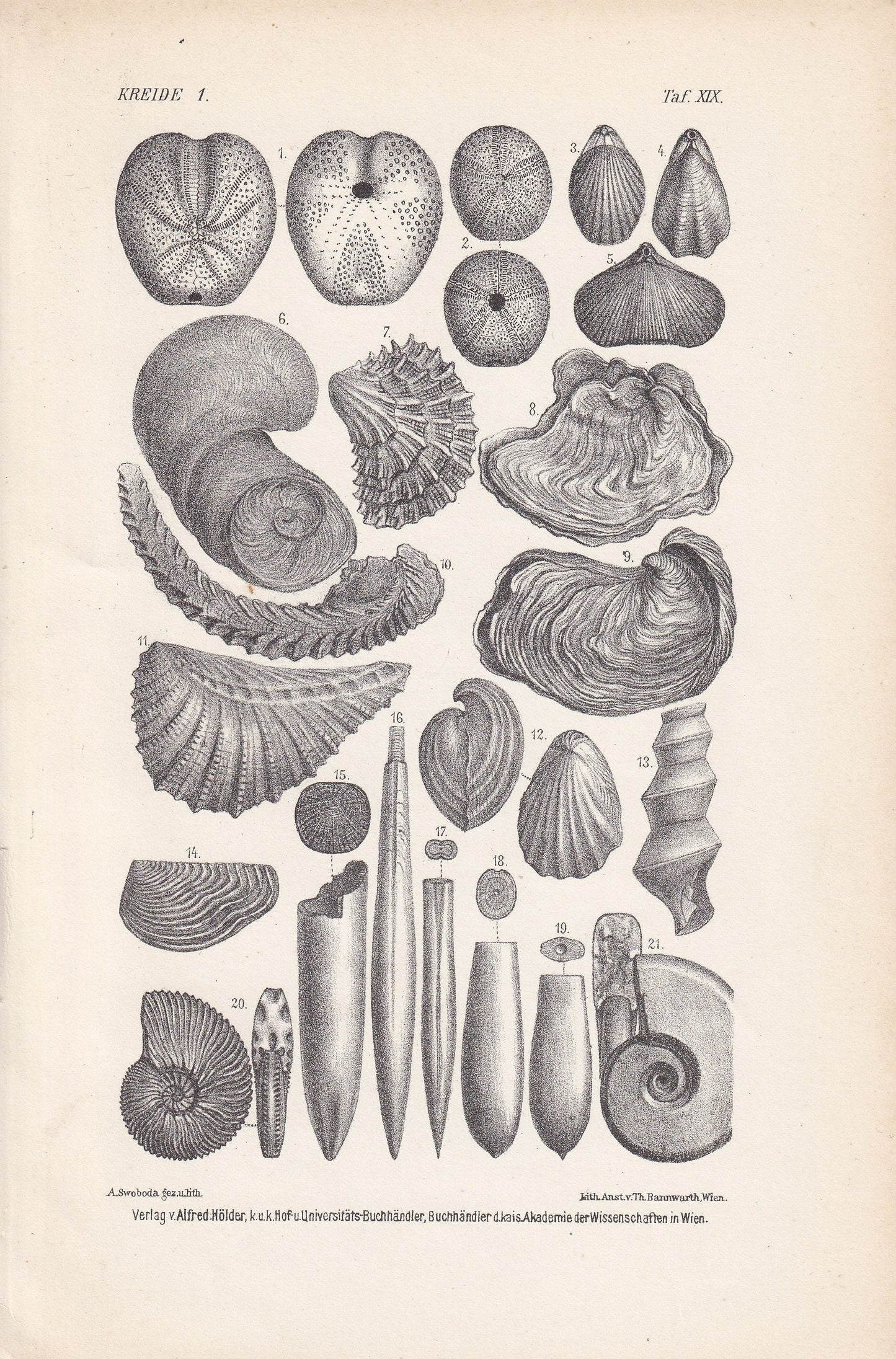 1900 AMMONITE & FOSSIL SHELL Print - Antique Fossil Print - Cretaceous Period Print - Fossil Wall Art - Dinosaur Wall Art - 6.4 x 9.5 Inches