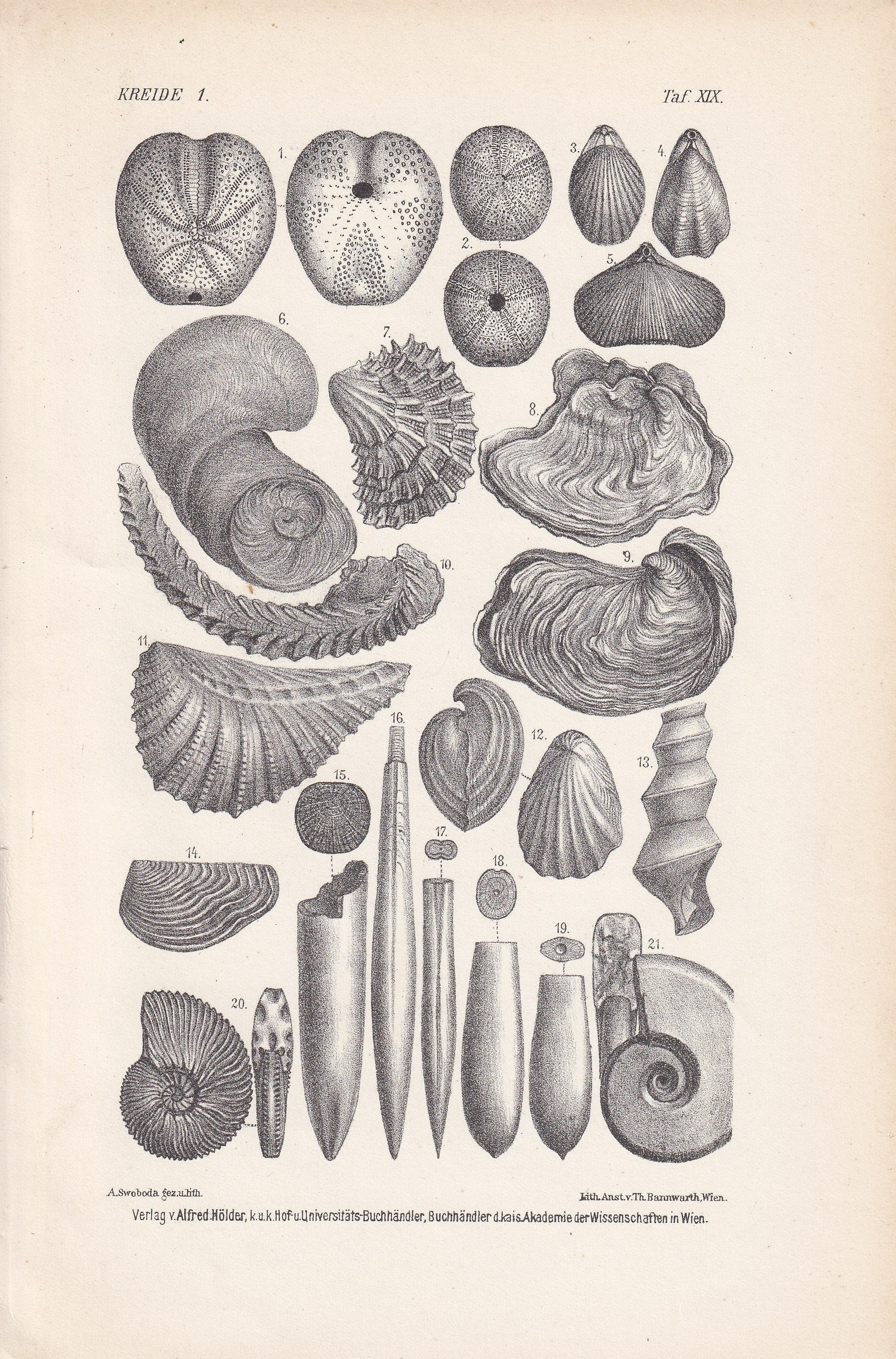 1900 AMMONITE & FOSSIL SHELL Print - Antique Fossil Print - Cretaceous Period Print - Fossil Wall Art - Dinosaur Wall Art - 6.4 x 9.5 Inches