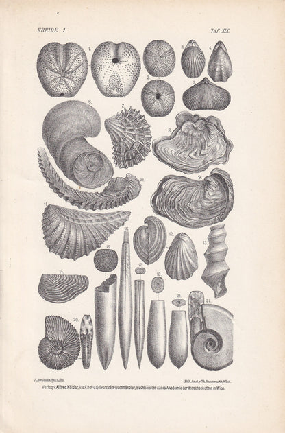 1900 AMMONITE & FOSSIL SHELL Print - Antique Fossil Print - Cretaceous Period Print - Fossil Wall Art - Dinosaur Wall Art - 6.4 x 9.5 Inches