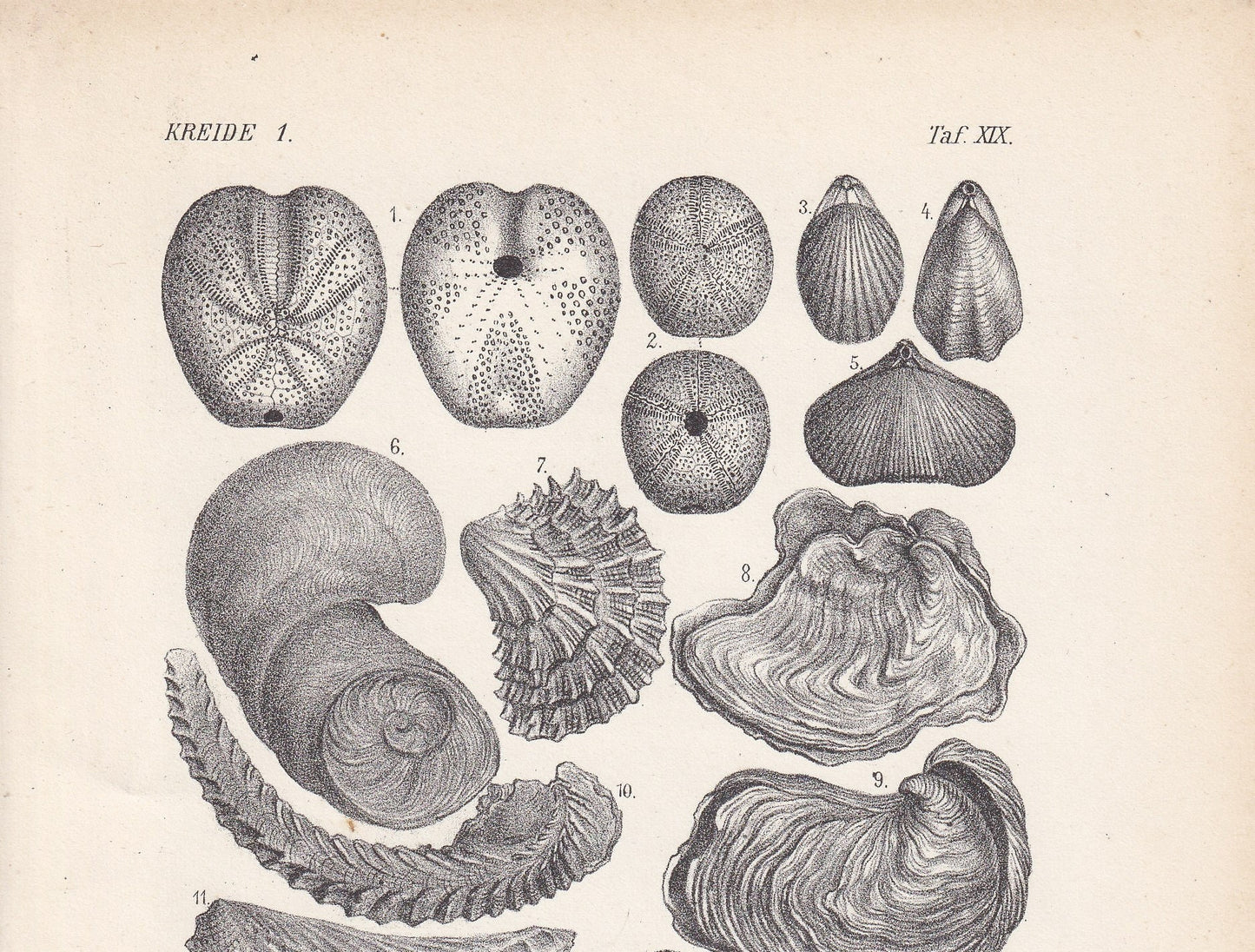 1900 AMMONITE & FOSSIL SHELL Print - Antique Fossil Print - Cretaceous Period Print - Fossil Wall Art - Dinosaur Wall Art - 6.4 x 9.5 Inches