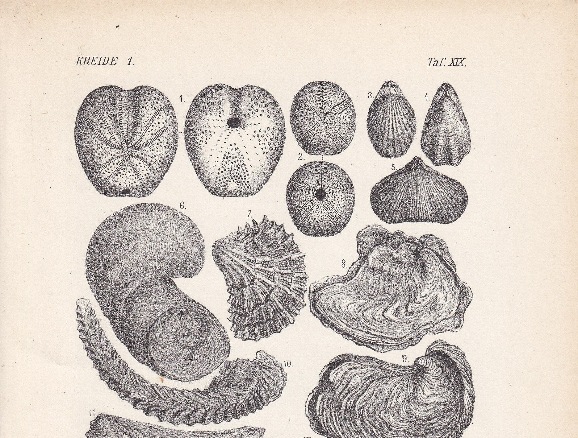 1900 AMMONITE & FOSSIL SHELL Print - Antique Fossil Print - Cretaceous Period Print - Fossil Wall Art - Dinosaur Wall Art - 6.4 x 9.5 Inches