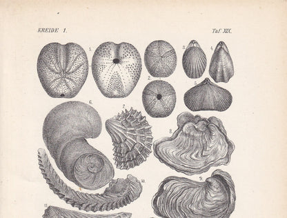 1900 AMMONITE & FOSSIL SHELL Print - Antique Fossil Print - Cretaceous Period Print - Fossil Wall Art - Dinosaur Wall Art - 6.4 x 9.5 Inches