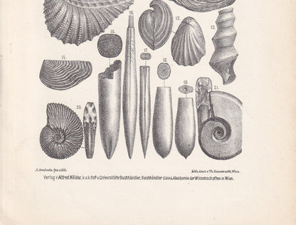 1900 AMMONITE & FOSSIL SHELL Print - Antique Fossil Print - Cretaceous Period Print - Fossil Wall Art - Dinosaur Wall Art - 6.4 x 9.5 Inches