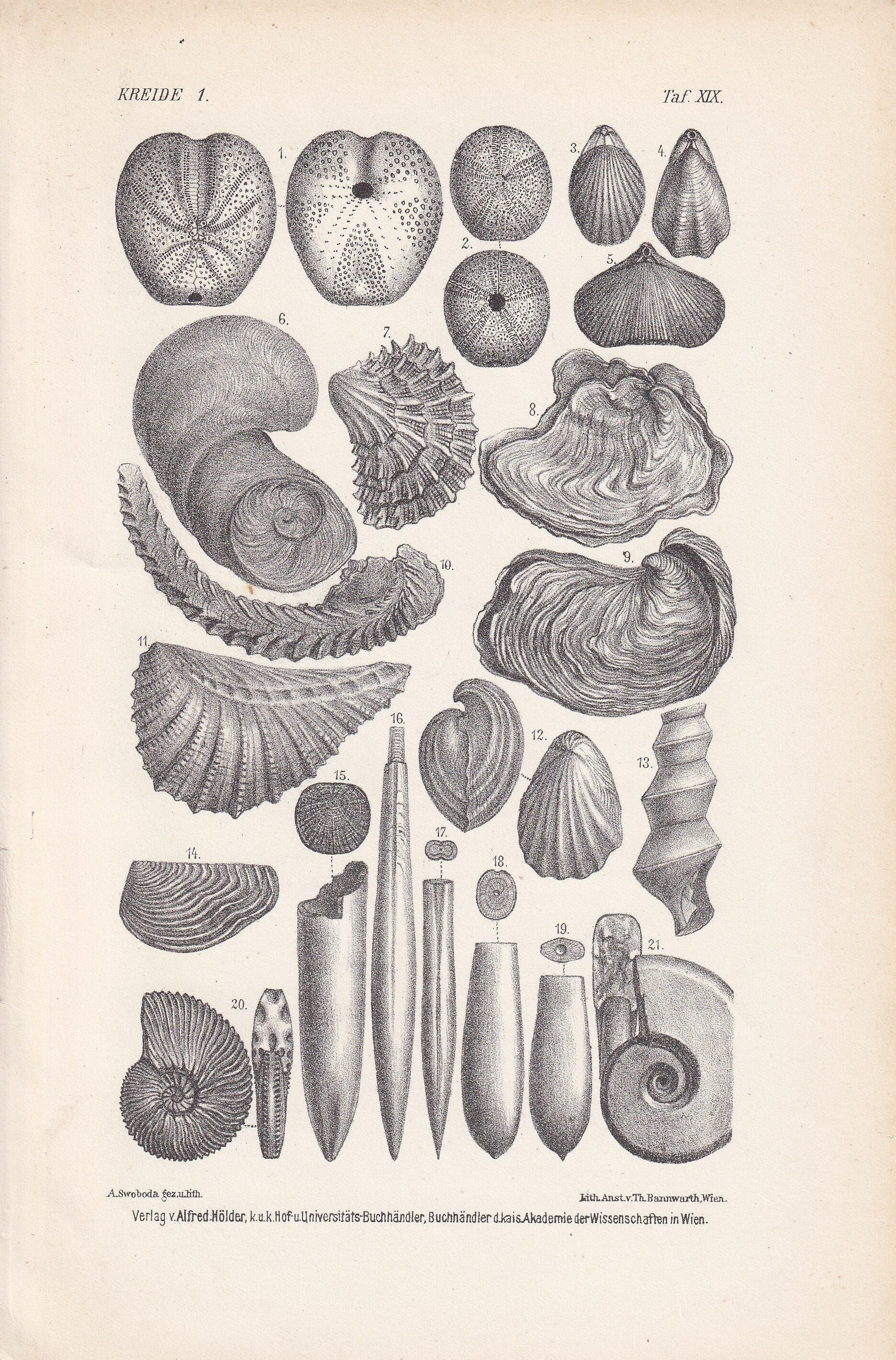 1900 AMMONITE & FOSSIL SHELL Print - Antique Fossil Print - Cretaceous Period Print - Fossil Wall Art - Dinosaur Wall Art - 6.4 x 9.5 Inches