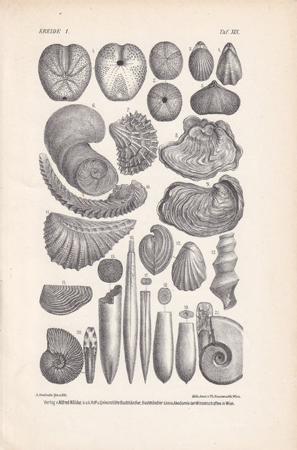 1900 AMMONITE & FOSSIL SHELL Print - Antique Fossil Print - Cretaceous Period Print - Fossil Wall Art - Dinosaur Wall Art - 6.4 x 9.5 Inches