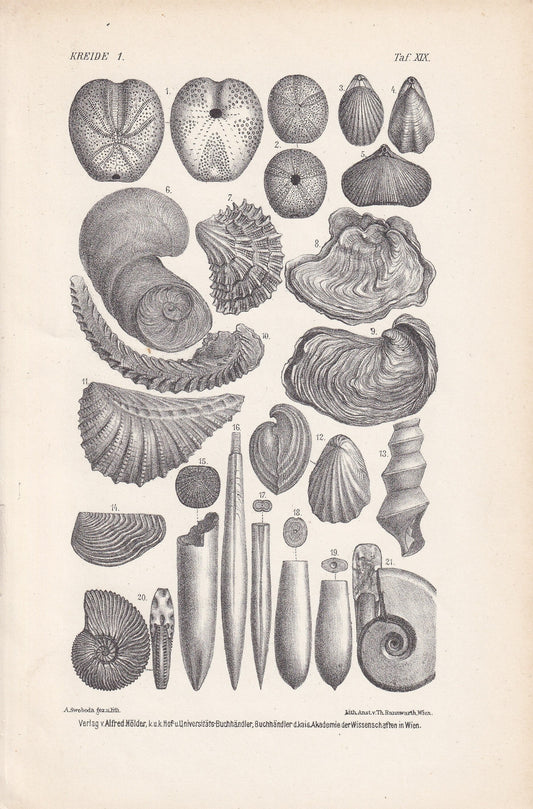 1900 AMMONITE & FOSSIL SHELL Print - Antique Fossil Print - Cretaceous Period Print - Fossil Wall Art - Dinosaur Wall Art - 6.4 x 9.5 Inches