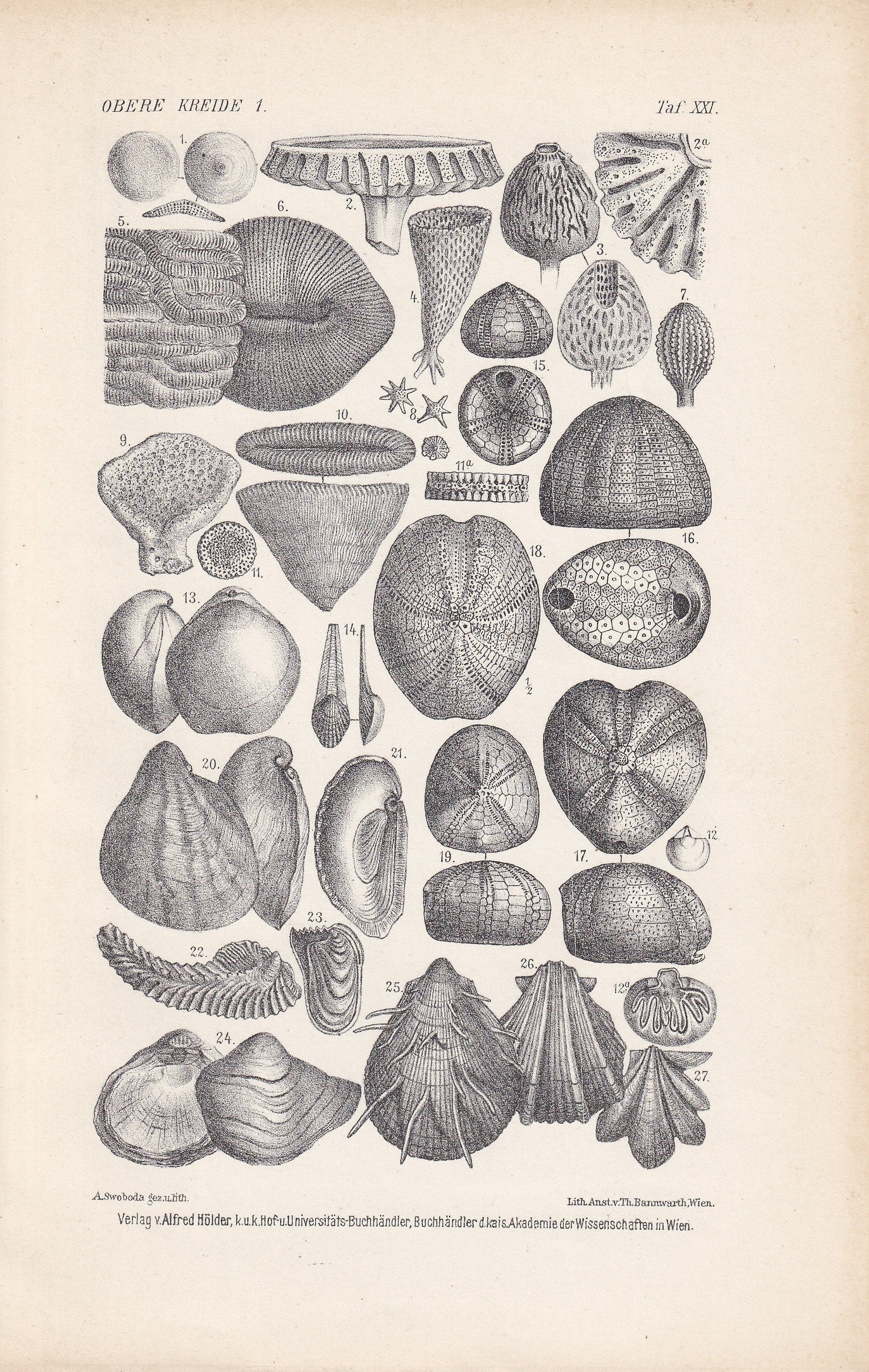 1900 CRETACEOUS PERIOD FOSSILS Print - Antique Fossil Print - Fossil Shells Print - Fossil Wall Art - Dinosaur Wall Art - 6.4 x 9.5 Inches