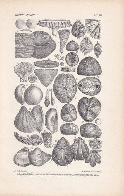 1900 CRETACEOUS PERIOD FOSSILS Print - Antique Fossil Print - Fossil Shells Print - Fossil Wall Art - Dinosaur Wall Art - 6.4 x 9.5 Inches