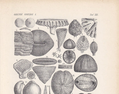 1900 CRETACEOUS PERIOD FOSSILS Print - Antique Fossil Print - Fossil Shells Print - Fossil Wall Art - Dinosaur Wall Art - 6.4 x 9.5 Inches