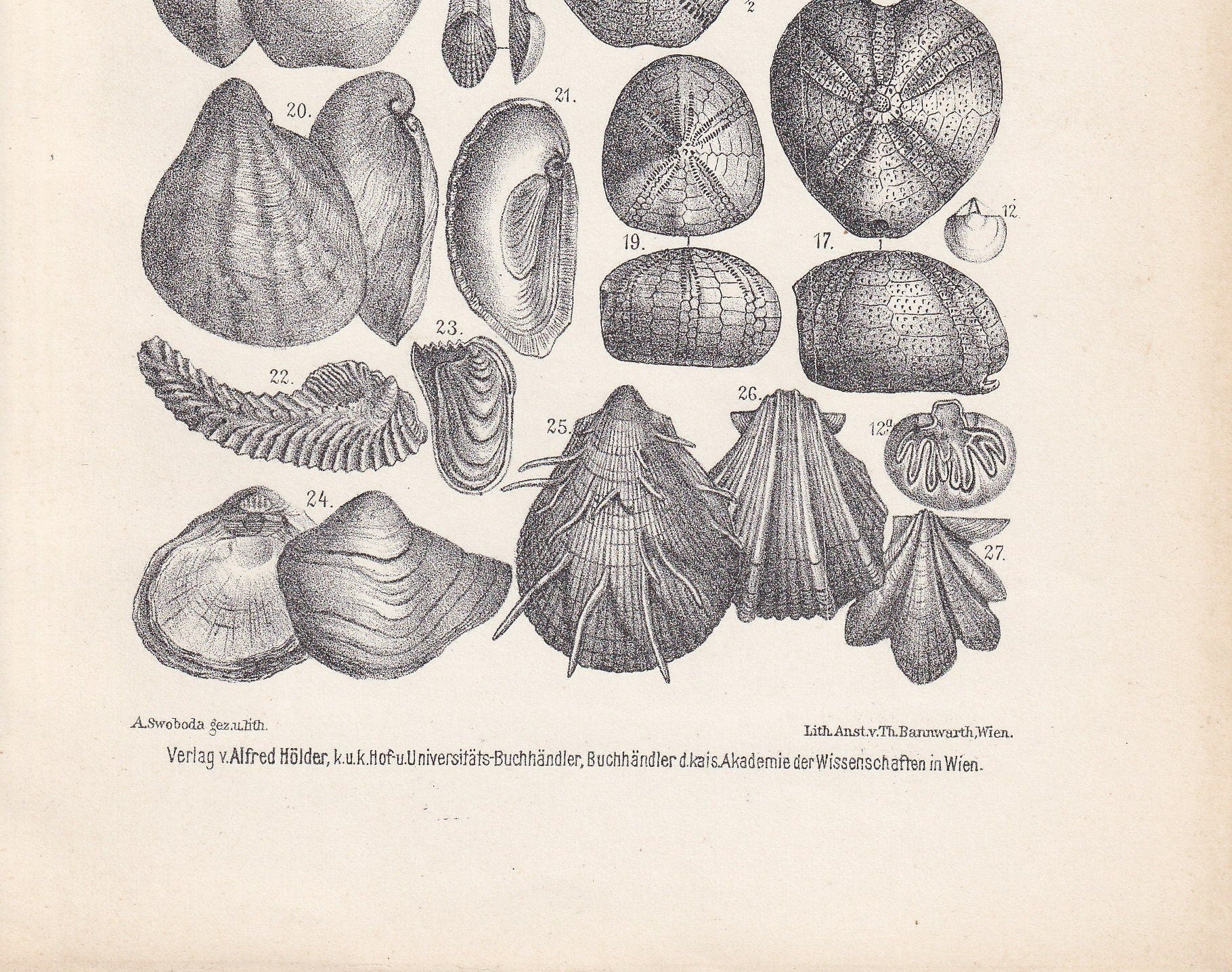 1900 CRETACEOUS PERIOD FOSSILS Print - Antique Fossil Print - Fossil Shells Print - Fossil Wall Art - Dinosaur Wall Art - 6.4 x 9.5 Inches