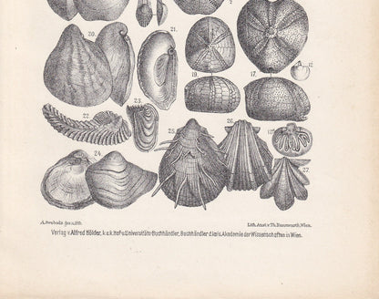 1900 CRETACEOUS PERIOD FOSSILS Print - Antique Fossil Print - Fossil Shells Print - Fossil Wall Art - Dinosaur Wall Art - 6.4 x 9.5 Inches