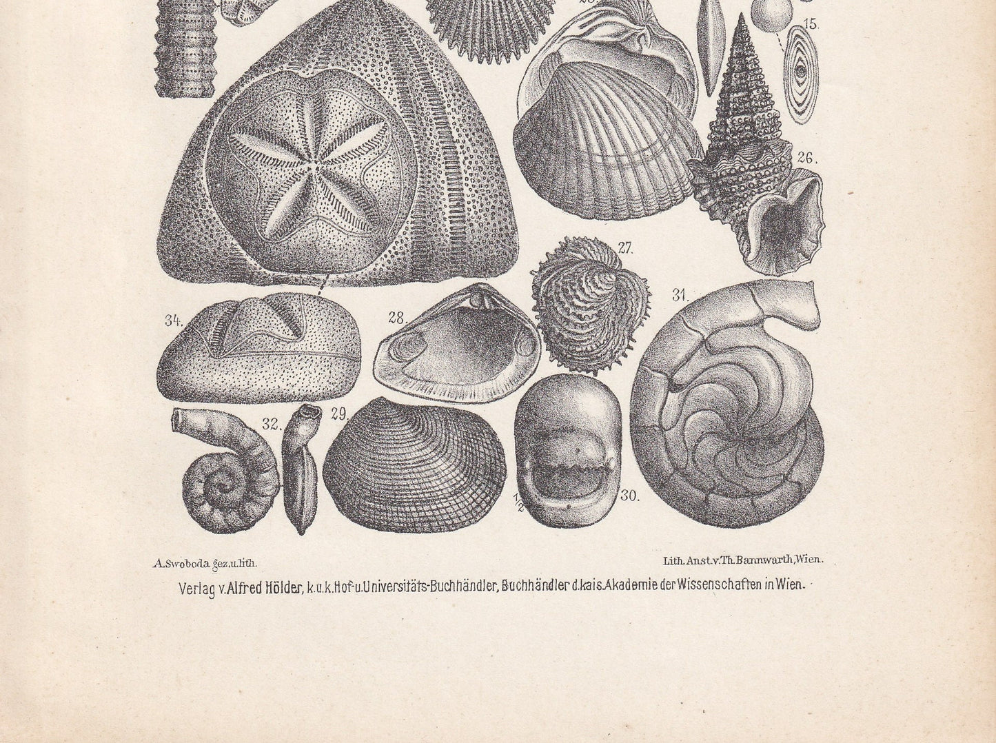 1900 EOCENE EPOCH FOSSILS Print - Antique Fossil Print - Fossil Shells Print - Fossil Wall Art - Dinosaur Wall Art - 6.4 x 9.5 Inches