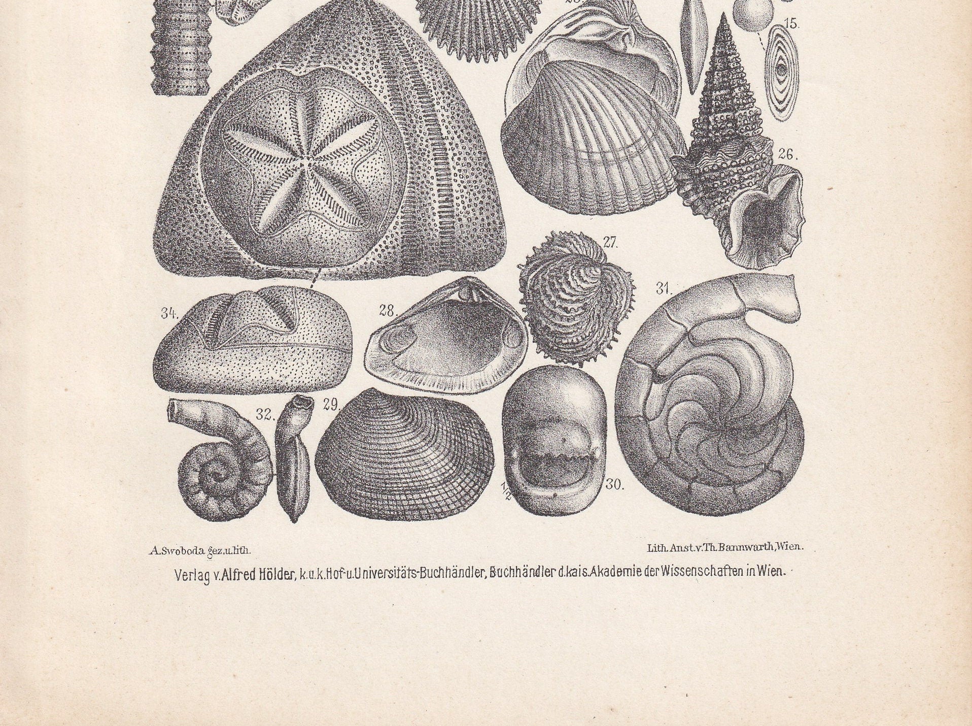 1900 EOCENE EPOCH FOSSILS Print - Antique Fossil Print - Fossil Shells Print - Fossil Wall Art - Dinosaur Wall Art - 6.4 x 9.5 Inches